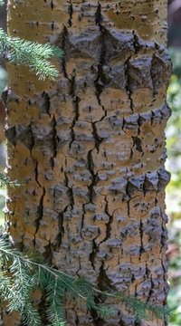 Mature aspen tree, closerup of aspen bark, in Cibola National Forest, Sandia Mountains, New Mexico