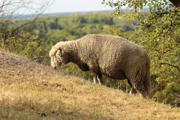Obraz premium Sheep grazing on a slope in summer