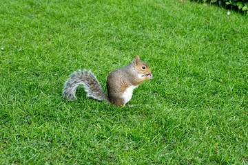 squirrel eats walnut