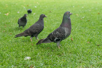 pigeon turn