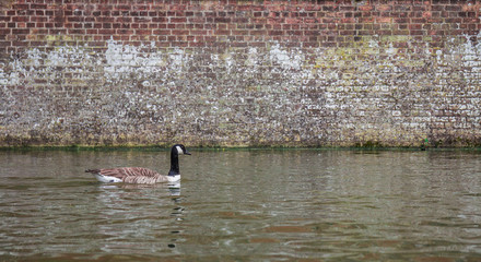 Canadian Goose on the canal, Cambridge, England, 21st of May 2017