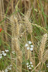 Wheat biodiversity