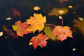 Colorful yellow and red maple leaves floating on the water surface. Autumn leaves in the river.