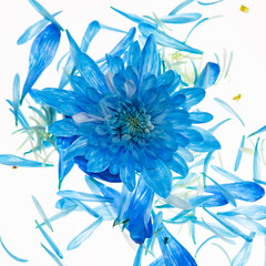 Blue mum flower deconstructed with floating petals on white background