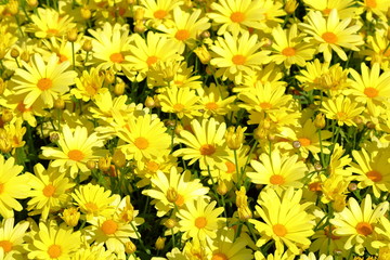 Bright yellow dandelion flower