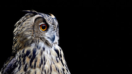 Portrait of an owl on a black background