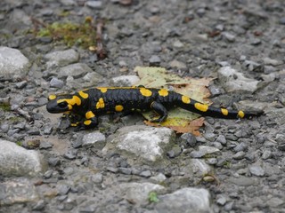 Feuersalamander