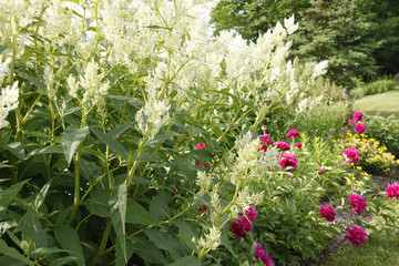 Giant White Fleeceflower with Fuchsia Peonies
