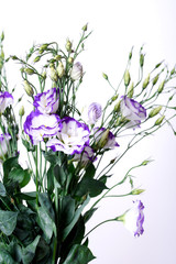 Beautiful Haustoma flowers on a white background with green petals