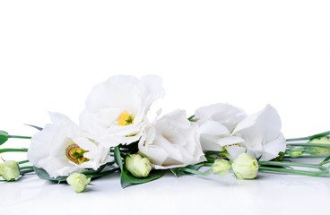 Beautiful Haustoma flowers on a white background with green petals
