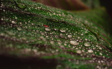 Gotas sobre hoja