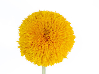 Teddy bear sunflower silhouetted on white background