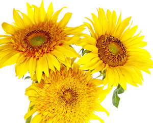 Bright yellow sunflowers silhouetted on white background