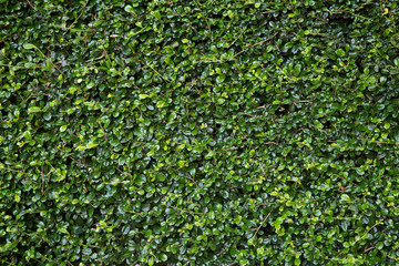 herb wall, plant wall, natural green wallpaper and background. nature wall.