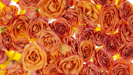 Rectangle of colorful orange roses silhouetted on white background