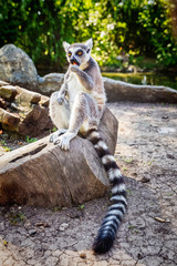 Ring-tailed Lemur 'Lemur Catta' in safari park