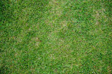 green grass texture.Green grass. natural background texture. fresh spring green grass.