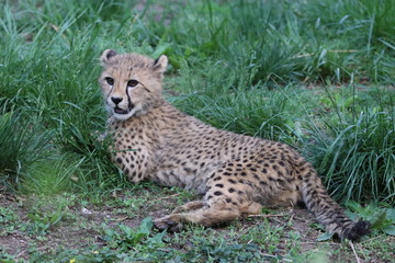 Cheetah Cub