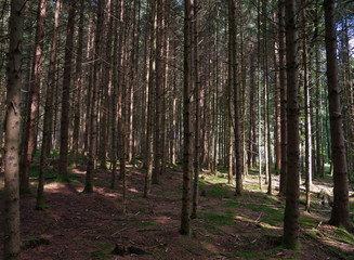 Fototapeta premium Wald mit Nadelholz und einer kleinen Lichtung