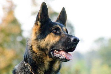 German Shepherd dog outdoor portrait head shot