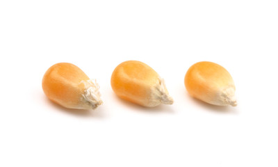 Unpopped Popcorn Kernals