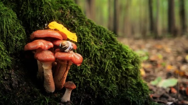 Mushrooms and fallen leaves in autumn forest