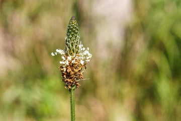 Plantago lanceolata flower (Ribwort, Piantaggine), with bokeh effect, Valconca, Emilia Romagna, Italy.