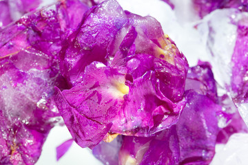 Frozen beautiful pink flower blooms in ice cube