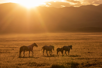 Fototapeta na wymiar Wild horses at Sunrise in the Utah Desert