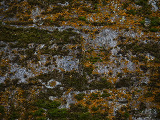 Naklejka premium Background with old green moss.