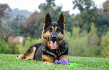 German Shepherd dog outdoor portrait lying down on green grass with toys