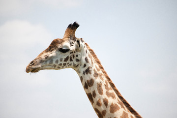 Beautiful shots of giraffes in Africa