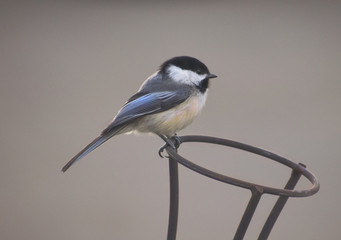 Perched Black-Capped Chickadee