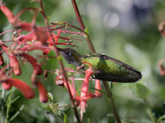 Female Broad-Tailed Hummingbird