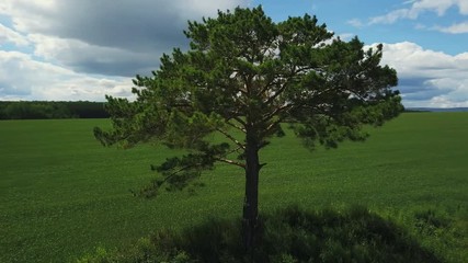 Beautiful lone tree on the field filmed with the drone