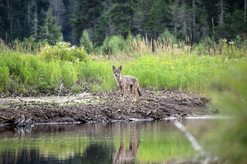 Adirondacks Coyote