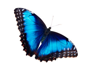 Bright iridescent female blue morpho butterfly, Morpho peleides, is isolated on white background with wings wide open.
