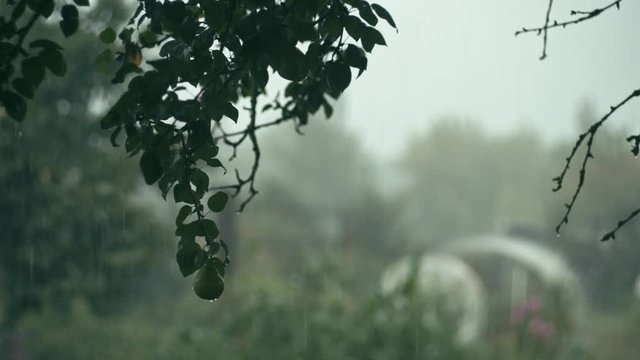Drops of rain falling on brunch of peer tree on blurred background of summer garden, shalow depth of field