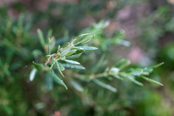 Fototapeta premium Olive tree leaves under summer rain