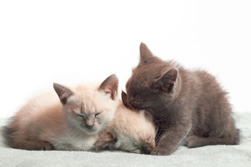 Three sleepy kittens: two color point and one gray. The gray kitten licks an ear to the sleeping...