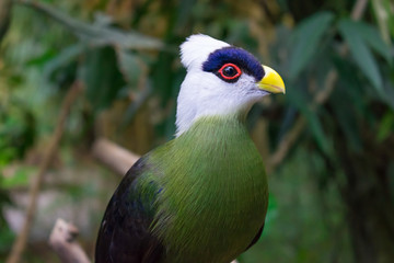 Fototapeta premium White crested turaco zoo