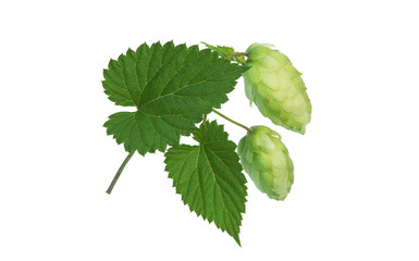 Green two hop cones with a leaf, in front of white background.  Hops cones isolated with path.