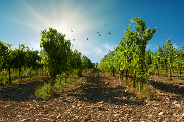 A sangiovese vineyard with blue sky background with birds in Valconca, Emilia Romagna, Italy