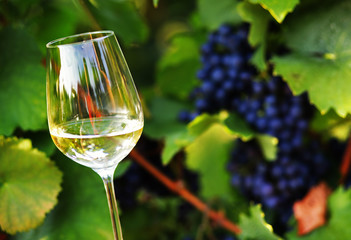 Bunch of grape on branch with glass of white wine