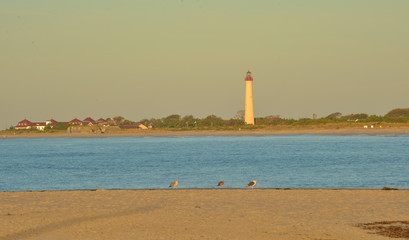 Cape May Lighthouse at sunrise with seagulls on beach