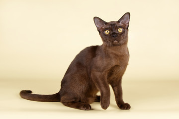 Burmese cat on colored backgrounds
