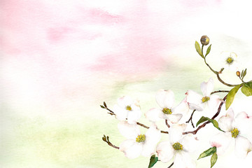 watercolor pink and green ombre wash background texture with dogwood flower  - 220016409