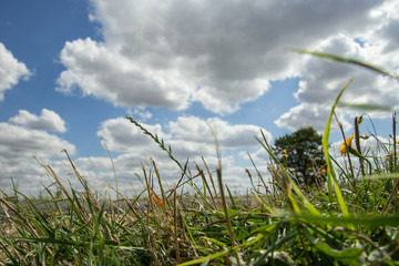 Fototapeta premium field under a blue sky