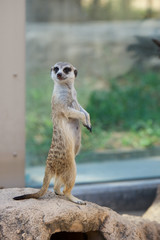 ミーアキャット