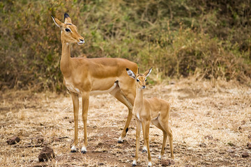 Naklejka na ściany i meble Mother and baby impala in East Africa